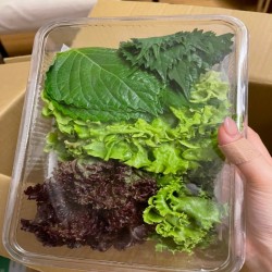 小資生菜盒