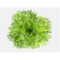 綠捲萵苣 200g