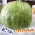 現採新鮮帝王芭樂